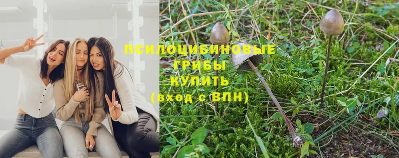 Галлюциногенные грибы Psilocybe  Кирсанов 